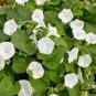 Imported Purely White Morning Glory - 10 Seeds