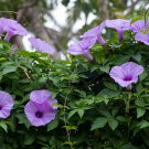 Imported Purple White Stripe Big Morning Glory - 10 Seeds