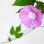 Imported Purple White Stripe Big Morning Glory - 10 Seeds