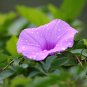 Imported Purple White Stripe Big Morning Glory - 10 Seeds