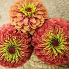Imported Queen Red Lime Zinnia - 50 Seeds