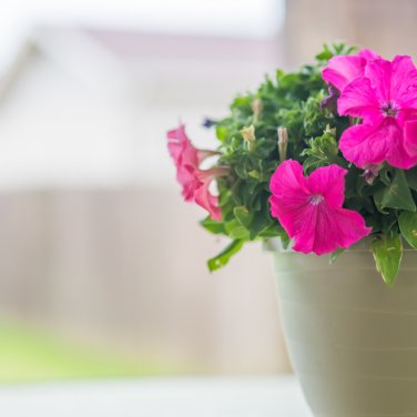 Imported Radiance Pink Morn Petunia Bonsai - 100 Seeds