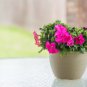 Imported Radiance Pink Morn Petunia Bonsai - 100 Seeds