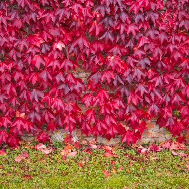 Imported Red Ivy Climbing Plant - 10 Seeds