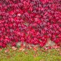Imported Red Ivy Climbing Plant - 10 Seeds