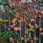 Imported Red Ivy Climbing Plant - 10 Seeds