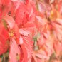 Imported Red Ivy Climbing Plant - 10 Seeds