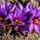 Imported Saffron Flower Plantsn - 200 Seeds Imported Saffron Flower Plantsn - 200 Seeds