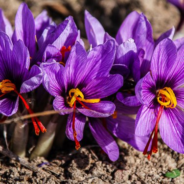 Imported Saffron Flower Plantsn - 200 Seeds