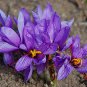 Imported Saffron Flower Plantsn - 200 Seeds