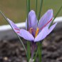 Imported Saffron Flower Plantsn - 200 Seeds