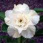 Imported 'Saint Huang' Adenium Desert rose  - 2 Seeds
