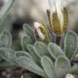 Imported 'Snow Princess' Succulent with Transparent Flowers - 10 Seeds