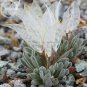 Imported 'Snow Princess' Succulent with Transparent Flowers - 10 Seeds