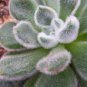 Imported 'Snow Princess' Succulent with Transparent Flowers - 10 Seeds