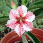 Imported 'sunset glow' Adenium Desert Rose - 2 Seeds