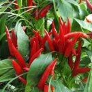Imported Thai Eugonic Red Line Chili Pepper - 200 Seeds Imported Thai Eugonic Red Line Chili Pepper - 200 Seeds