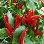 Imported Thai Eugonic Red Line Chili Pepper - 200 Seeds