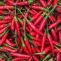 Imported Thai Eugonic Red Line Chili Pepper - 200 Seeds