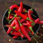 Imported Thai Eugonic Red Line Chili Pepper - 200 Seeds