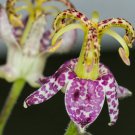Imported Toad Lily Plant Outdoor Charming Perennial Bonsai - 100 Seeds