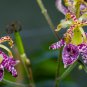 Imported Toad Lily Plant Outdoor Charming Perennial Bonsai - 100 Seeds