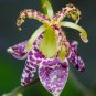Imported Toad Lily Plant Outdoor Charming Perennial Bonsai - 100 Seeds