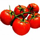 Imported Tomato Seeds Professional Pack organic bright red middle fruits - 100 S Imported Tomato Seeds Professional Pack organic bright red middle fruits - 100 S