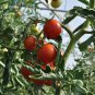 Imported Tomato Seeds Professional Pack organic bright red middle fruits - 100 S