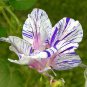 Imported White Morning Glory with Purple Spot Flowers - 10 Seeds