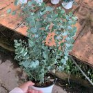 Impressive Eucalyptus Seed gunnii Cider Gum Eucalyptus Bonsai - 30 Seeds Impressive Eucalyptus Seed gunnii Cider Gum Eucalyptus Bonsai - 30 Seeds
