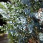 Impressive Eucalyptus Seed gunnii Cider Gum Eucalyptus Bonsai - 30 Seeds