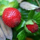 India Mock Strawberry Bonsai - 60 Seeds India Mock Strawberry Bonsai - 60 Seeds