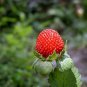 India Mock Strawberry Bonsai - 60 Seeds