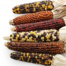 Indian Colorful Corn - 20 Seeds