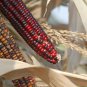 Indian Colorful Corn - 20 Seeds