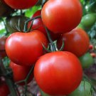 Big Beef Tomato Fresh Red Fruit - 100 Seeds Big Beef Tomato Fresh Red Fruit - 100 Seeds