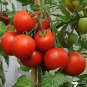 Big Beef Tomato Fresh Red Fruit - 100 Seeds