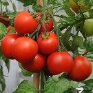Big Red Tomato, Organic Edible Tasty Tomato - 20 Seeds