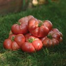 Big Brandy Hybrid Tomato - 100 Seeds Big Brandy Hybrid Tomato - 100 Seeds