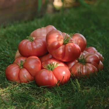 Big Brandy Hybrid Tomato - 100 Seeds