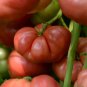 Big Brandy Hybrid Tomato - 100 Seeds