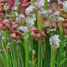 Insect catching Plant Enchantress Carnivorous Bonsai - 100 seeds