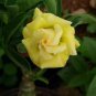 'Invincible Eastern' Adenium Desert Rose - 2 Seeds