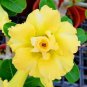 'Invincible Eastern' Adenium Desert Rose - 2 Seeds