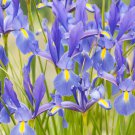 Iris Bonsai Irises Flower Bonsai Perennial Beautiful Flowering Potted Plants - 2