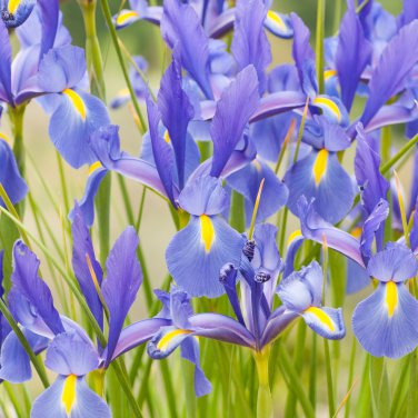 Iris Bonsai Irises Flower Bonsai Perennial Beautiful Flowering Potted Plants - 2