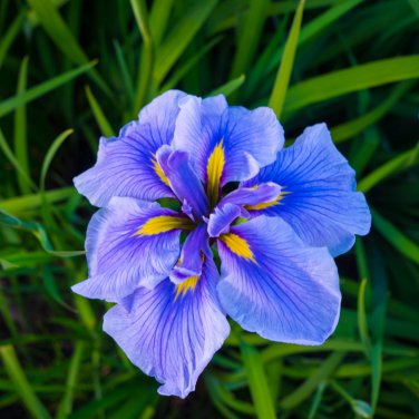 Iris Flower - 100 Seeds
