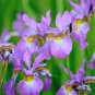 Iris Flower - 100 Seeds