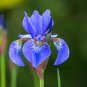 Iris Flower - 100 Seeds
